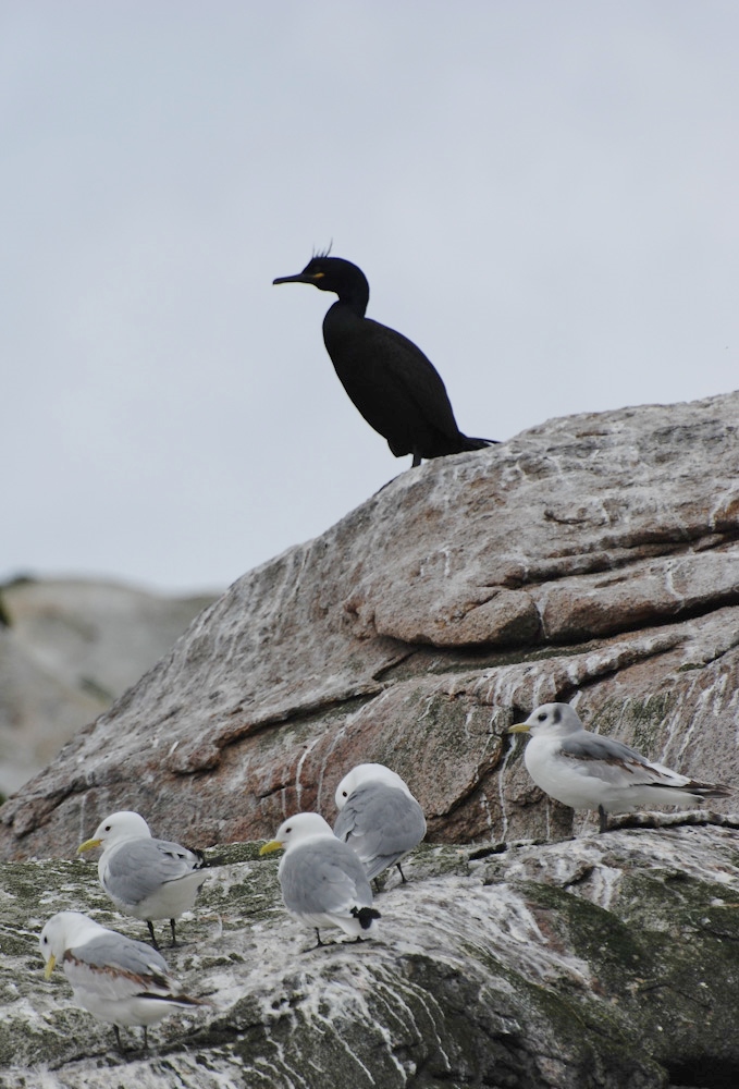 Black-legged kittiwake and European shag